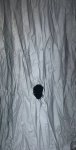 GloryHole